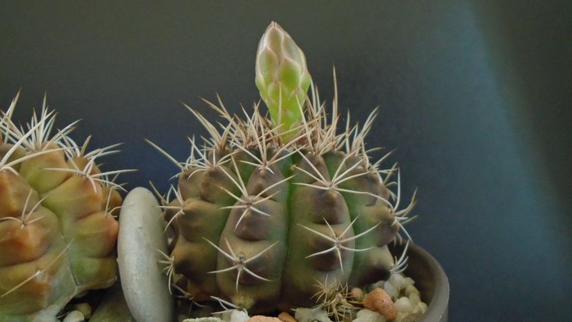 Gymnocalycium damsii v. tucavocense - Cactusi 2019 Gymnocalycium