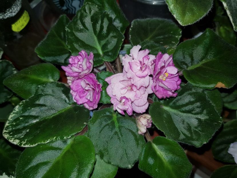 28.10.2019 - Rebel s Rose Bud