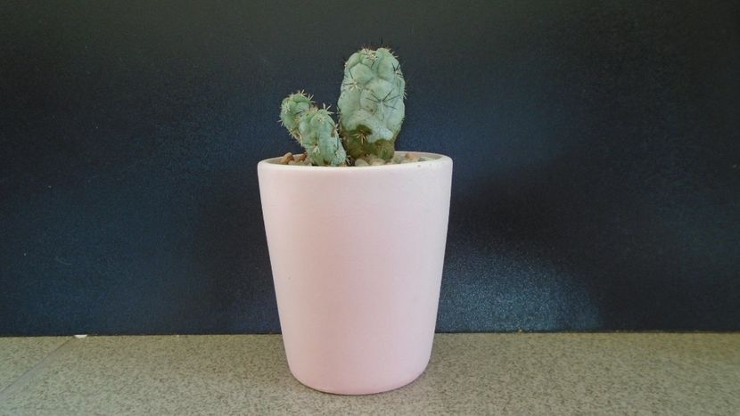 Ortegocactus macdougallii - Cactusi 2019 bis bis