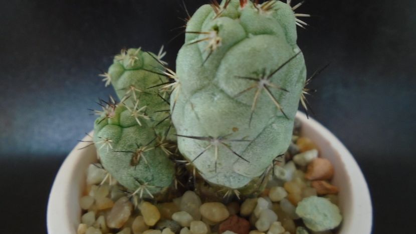 Ortegocactus macdougallii - Cactusi 2019 bis bis
