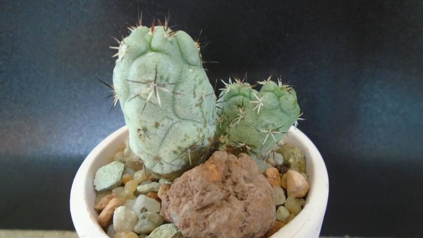 Ortegocactus macdougallii - Cactusi 2019 bis bis