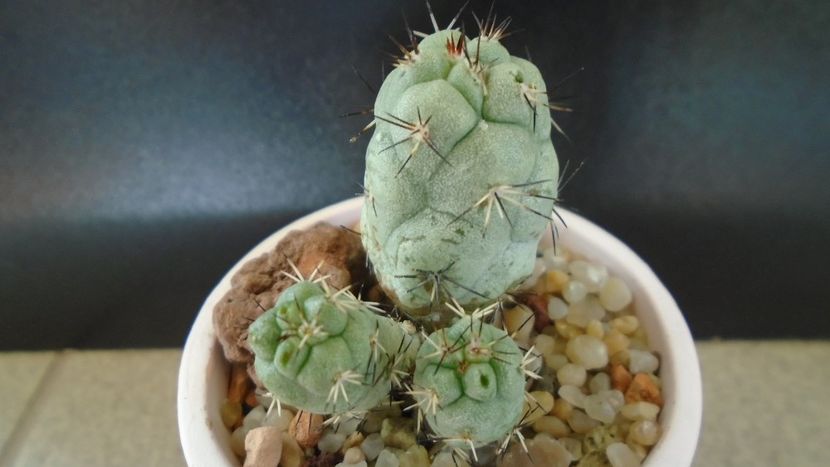 Ortegocactus macdougallii - Cactusi 2019 bis bis