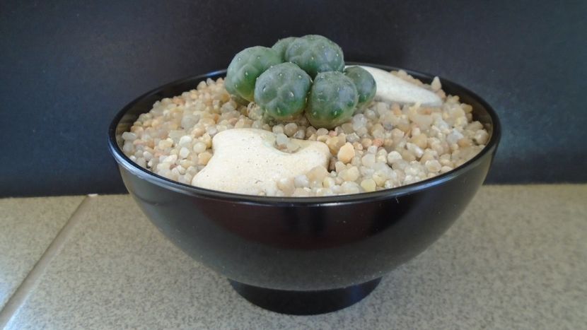 Puna bonnieae f. inermis (Maihueniopsis) - Cactusi 2019 bis bis
