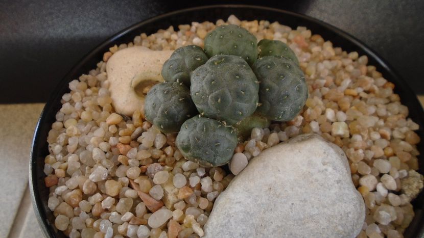 Puna bonnieae f. inermis (Maihueniopsis) - Cactusi 2019 bis bis