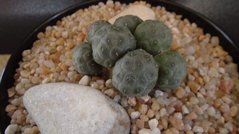Puna bonnieae f. inermis (Maihueniopsis) - Cactusi 2019 bis bis