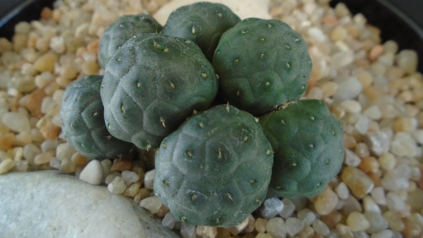 Puna bonnieae f. inermis (Maihueniopsis) - Cactusi 2019 bis bis