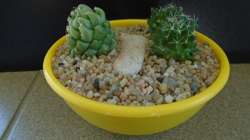 Grup de 2 Mammillaria - Cactusi 2019 bis bis