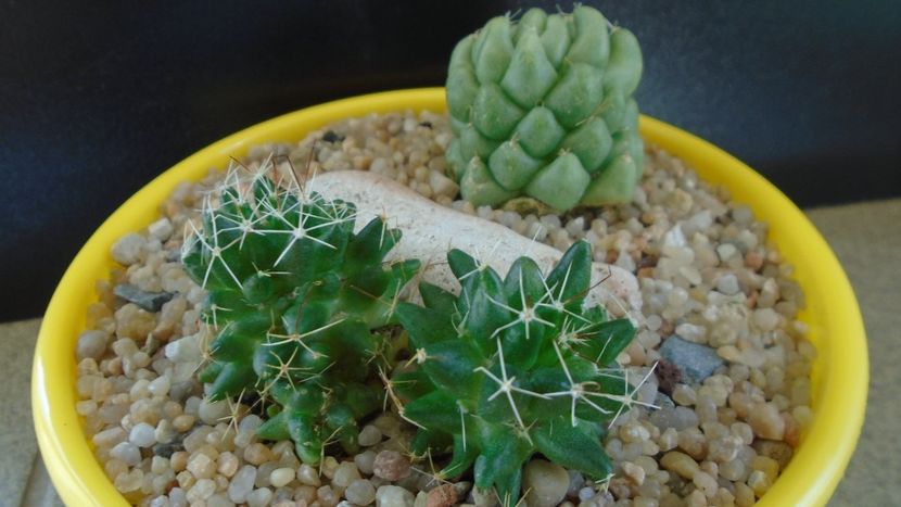 Grup de 2 Mammillaria - Cactusi 2019 bis bis
