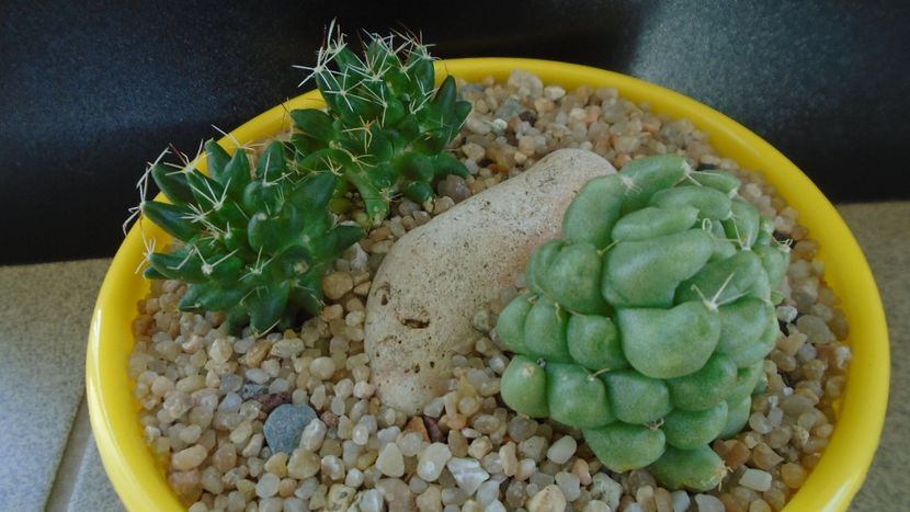 Grup de 2 Mammillaria - Cactusi 2019 bis bis
