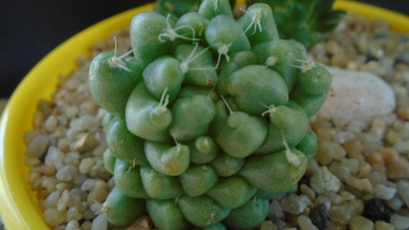 Mammillaria longimamma monstrose - Cactusi 2019 bis bis