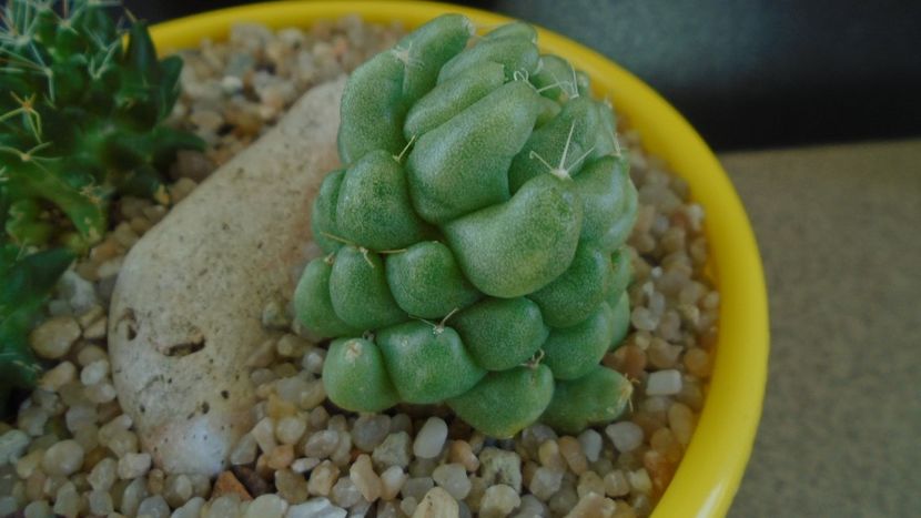 Mammillaria longimamma monstrose - Cactusi 2019 bis bis