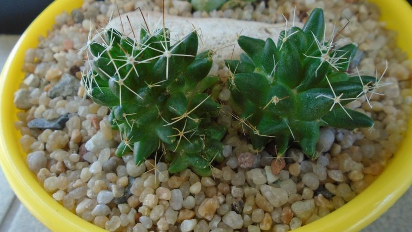 Mammillaria longimamma - Cactusi 2019 bis bis