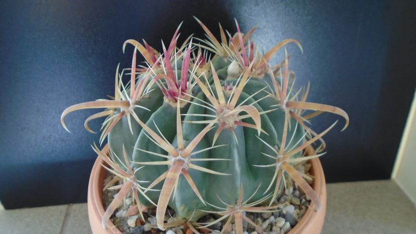 Ferocactus latispinus - Cactusi 2019 bis bis