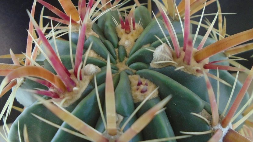 Ferocactus latispinus, boboci - Cactusi 2019 bis bis