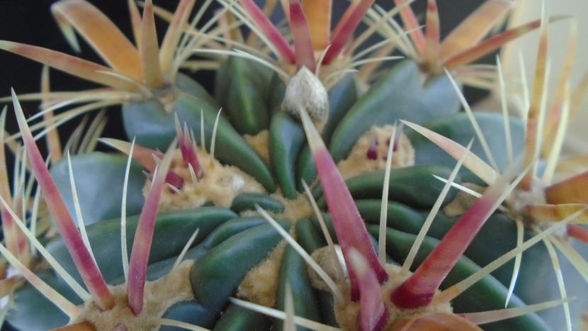 Ferocactus latispinus, boboci - Cactusi 2019 bis bis