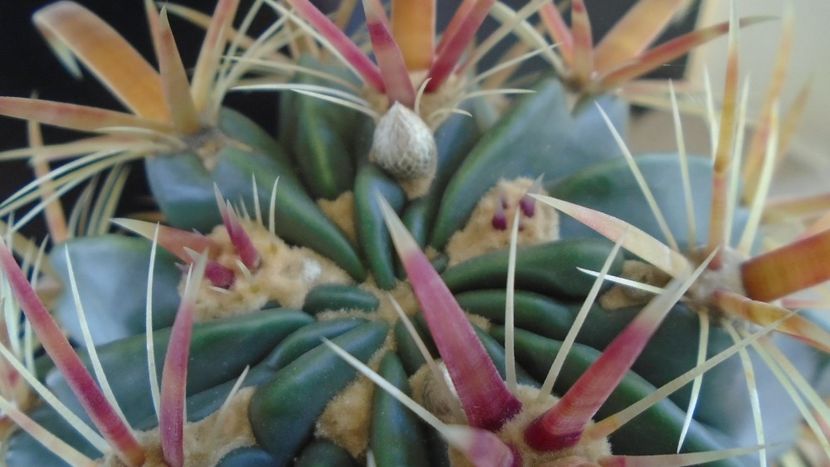 Ferocactus latispinus, boboci - Cactusi 2019 bis bis