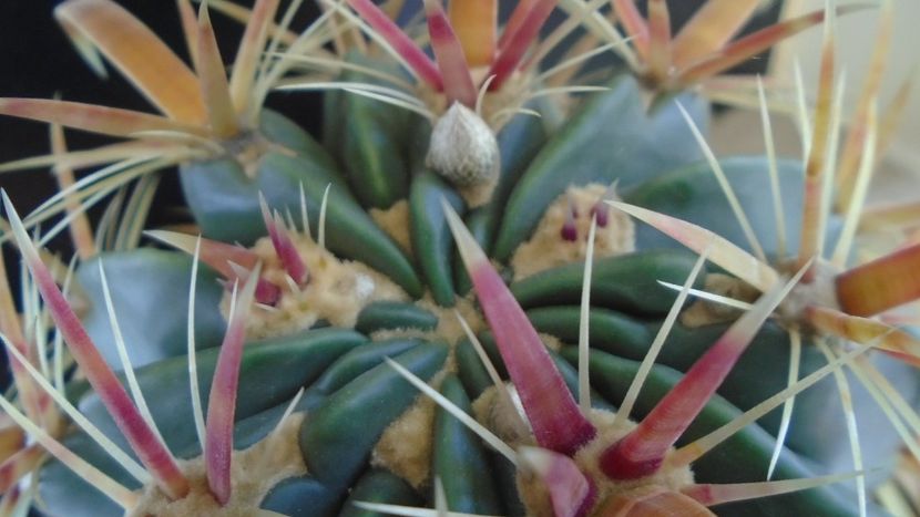 Ferocactus latispinus, boboci - Cactusi 2019 bis bis