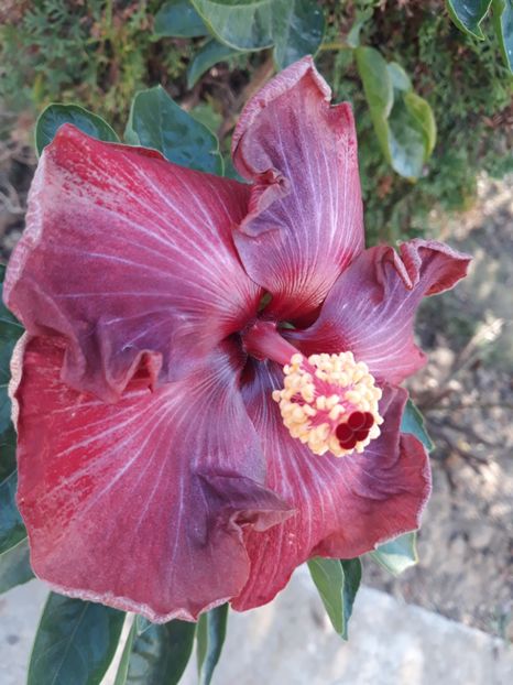  - HIBISCUS ADAGIO
