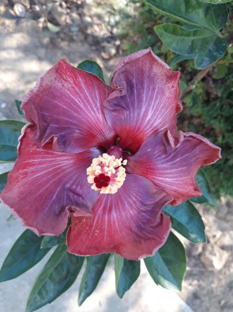  - HIBISCUS ADAGIO