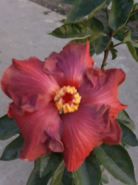  - HIBISCUS ADAGIO