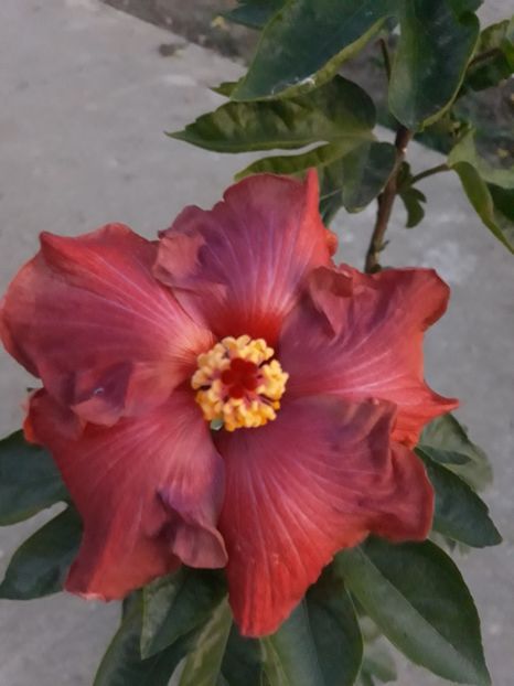  - HIBISCUS ADAGIO