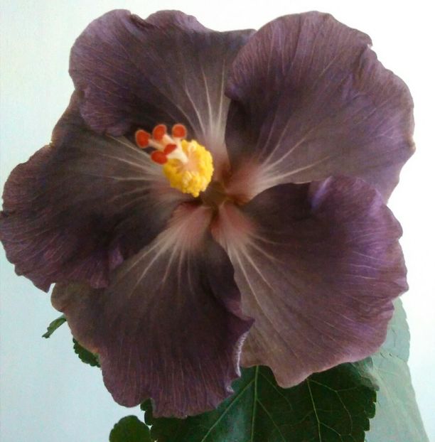  - Hibiscus India Ink