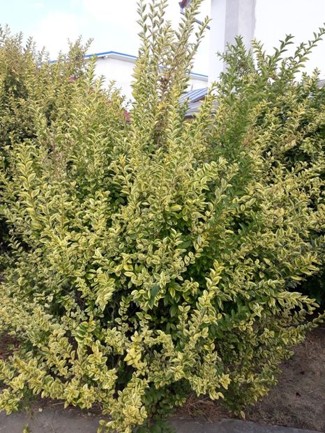  - 0-1 Ligustrum Ovalifolium Variegat Disponibil 2025