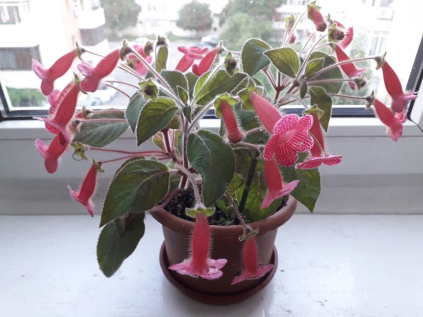 Kohleria Sunshine - A Kohleria