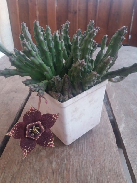  - flori de camera 2019