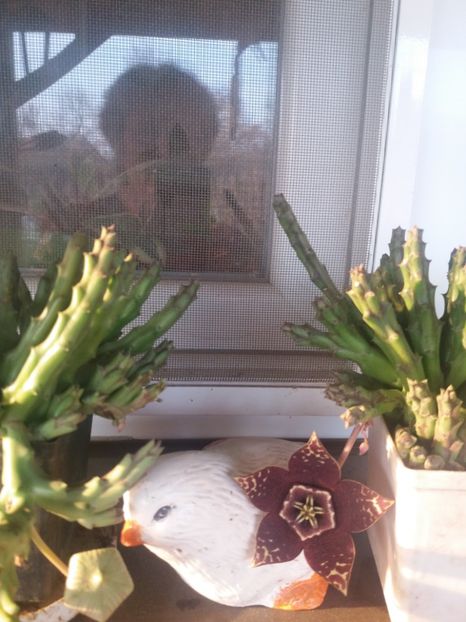  - flori de camera 2019