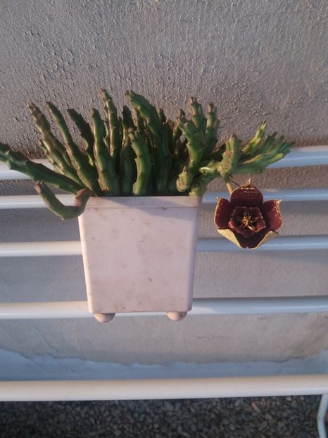  - flori de camera 2019