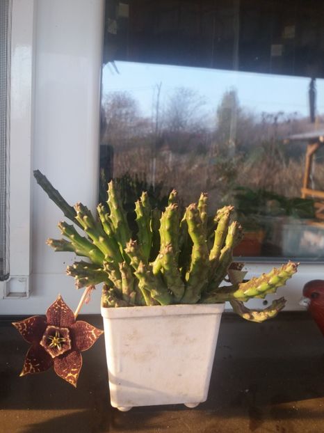  - flori de camera 2019