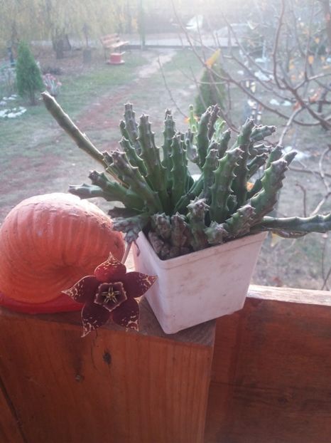  - flori de camera 2019