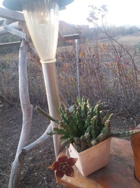  - flori de camera 2019