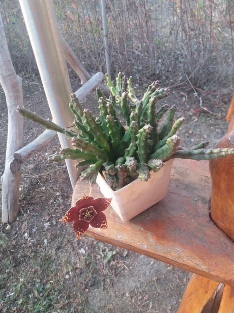  - flori de camera 2019