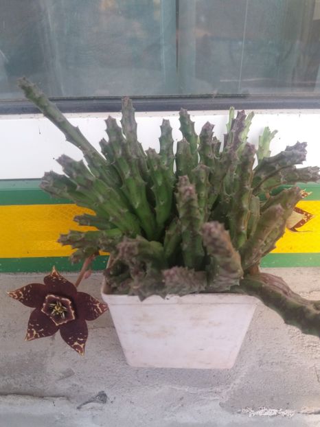  - cactusi