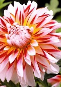  - Plante spectaculoase - in lume