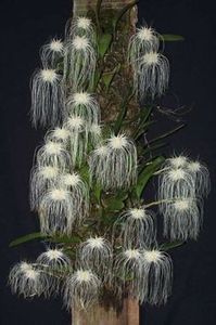  - Plante spectaculoase - in lume