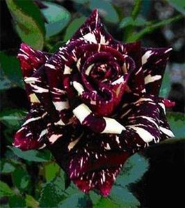  - Plante spectaculoase - in lume