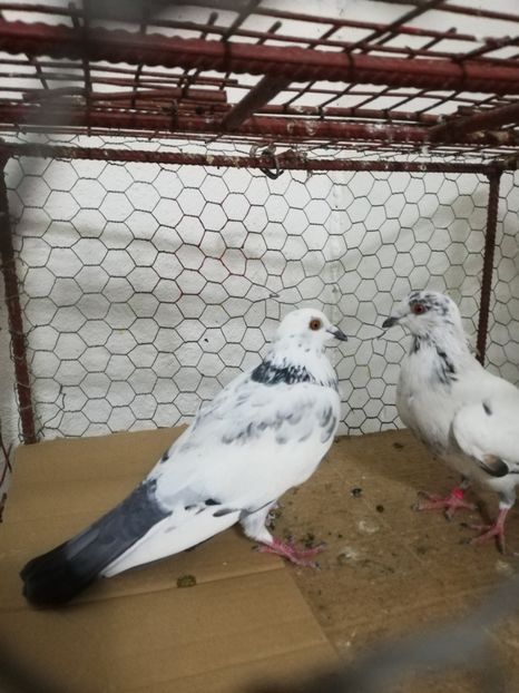  - Am găsit porumbei Gutani Cuci