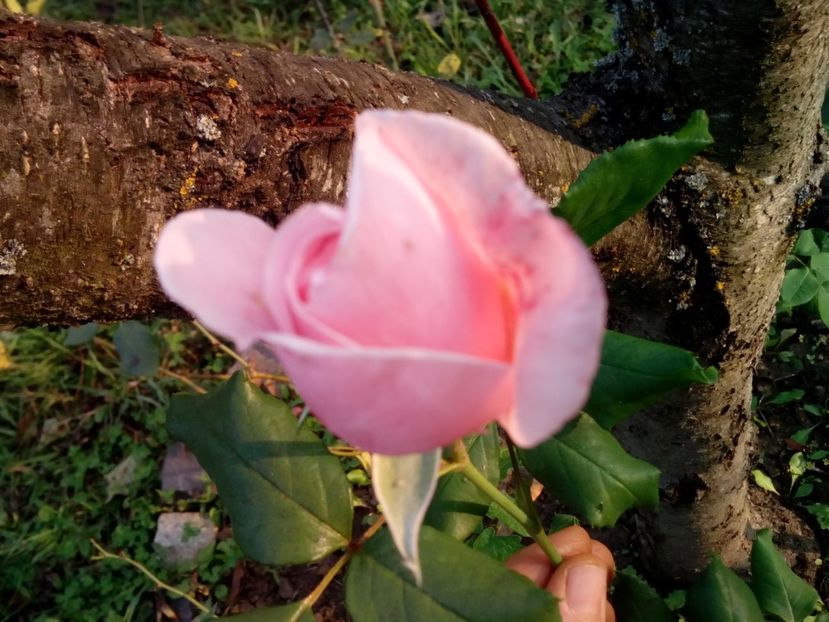 Octombrie 2019 - Nahema