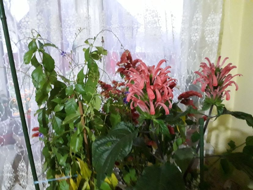  - Florile mele
