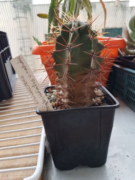Echinocereus triglochidiatus v. matudae - Cactusi 2019 octombrie