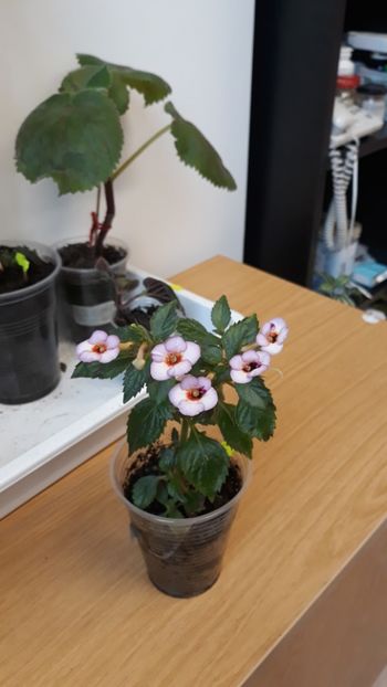  - P19 - September Queen