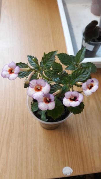  - P19 - September Queen