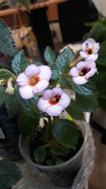  - P19 - September Queen