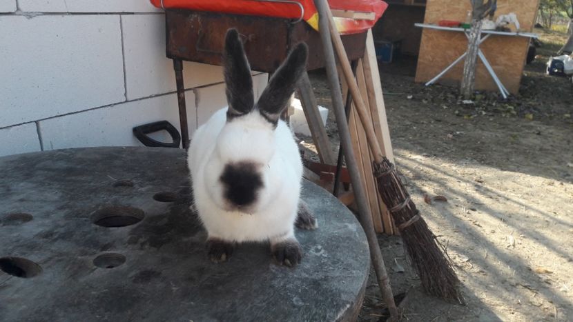  - d californieni 2019