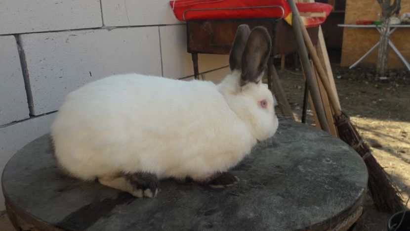  - d californieni 2019