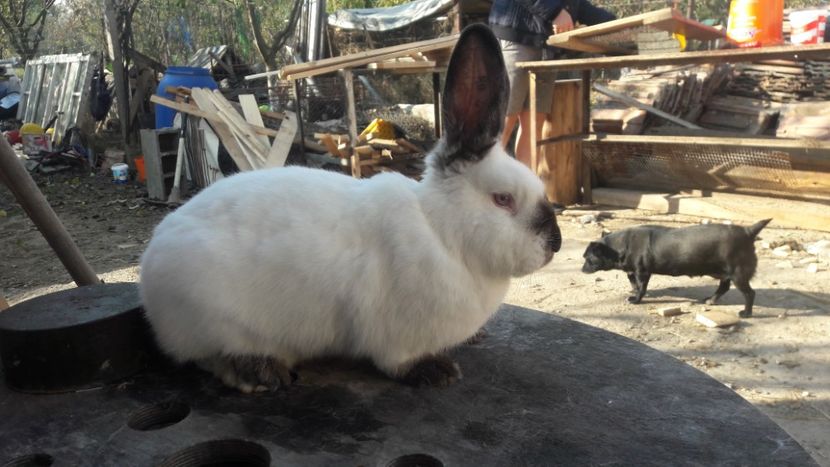  - d californieni 2019