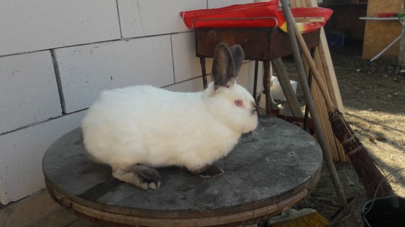  - d californieni 2019